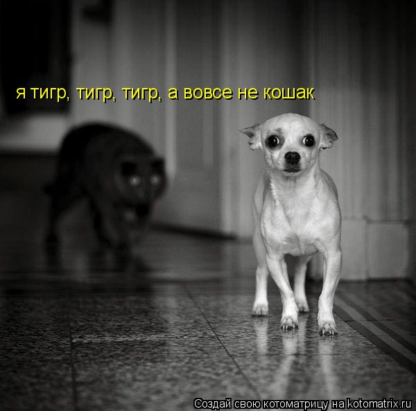 я тигр, тигр, тигр, а вовсе не кошак... Котоматрица: я тигр, тигр, тигр, а вовсе не кошак