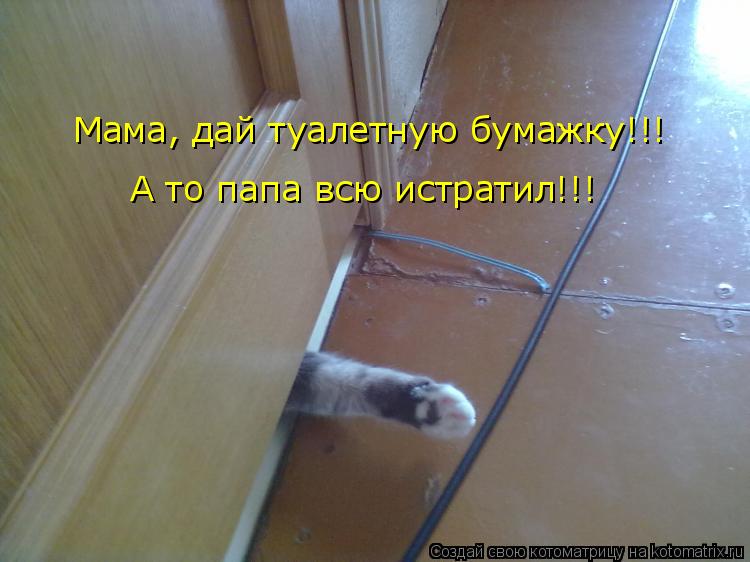 А то папа всю истратил!!! Мама, дай туалетную бумажку!!!... Котоматрица: А то папа всю истратил!!! Мама, дай туалетную бумажку!!!
