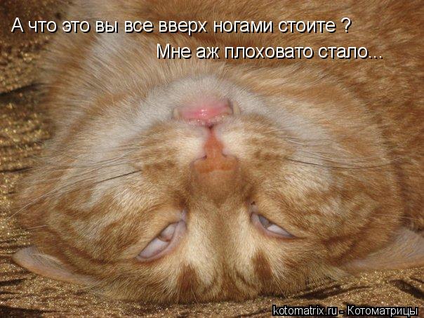 А что это вы все вверх ногами стоите ? Мне аж плоховато стало...... Котоматрица: А что это вы все вверх ногами стоите ? Мне аж плоховато стало...