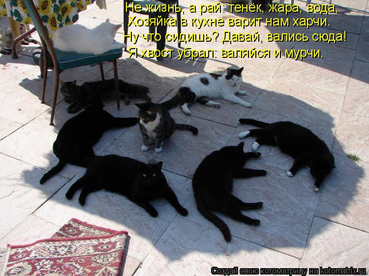 Я хвост убрал: валяйся и мурчи. Хозяйка в кухне варит нам харчи. Не жизнь, а рай: тенёк, жара, вода, ... Котоматрица: Я хвост убрал: валяйся и мурчи. Хозяйка в кухне варит нам харчи. Не жизнь, а рай: тенёк, жара, вода, Ну что сидишь? Давай, вались сюда!
