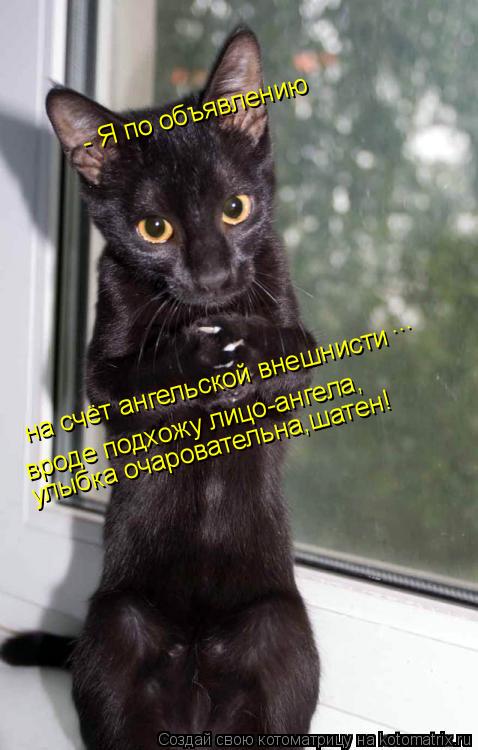 - Я по объявлению на счёт ангельской внешнисти ... вроде подхожу лицо-ангела, улыбка очаровательна,ш... Котоматрица: - Я по объявлению на счёт ангельской внешнисти ... вроде подхожу лицо-ангела, улыбка очаровательна,шатен!