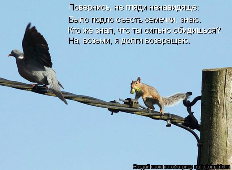 Повернись, не гляди ненавидяще: Было подло съесть семечки, знаю. Кто же знал, что ты сильно обидишься... Котоматрица: Повернись, не гляди ненавидяще: Было подло съесть семечки, знаю. Кто же знал, что ты сильно обидишься? На, возьми, я долги возвращаю.