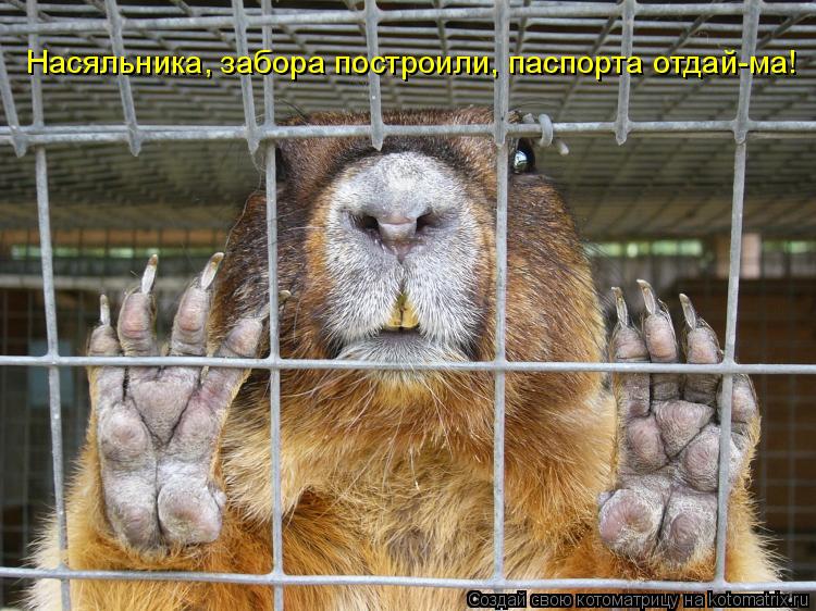 Насяльника, забора построили, паспорта отдай-ма!... Котоматрица: Насяльника, забора построили, паспорта отдай-ма!