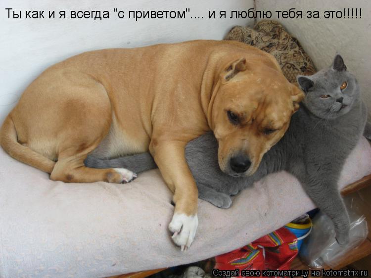 Ты как и я всегда "с приветом".... и я люблю тебя за это!!!!!... Котоматрица: Ты как и я всегда "с приветом".... и я люблю тебя за это!!!!!