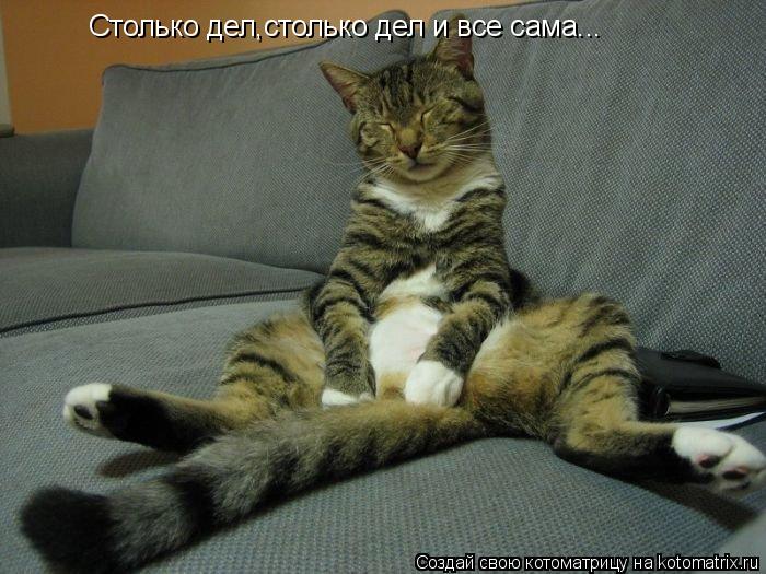 Столько дел,столько дел и все сама...... Котоматрица: Столько дел,столько дел и все сама...