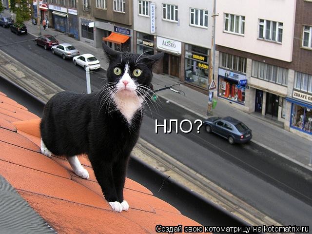 НЛО?... Котоматрица: НЛО?
