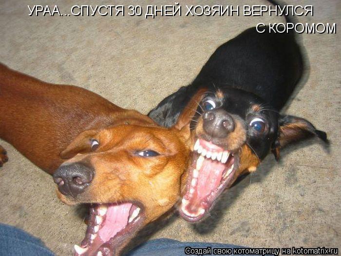 УРАА...СПУСТЯ 30 ДНЕЙ ХОЗЯИН ВЕРНУЛСЯ С КОРОМОМ... Котоматрица: УРАА...СПУСТЯ 30 ДНЕЙ ХОЗЯИН ВЕРНУЛСЯ С КОРОМОМ