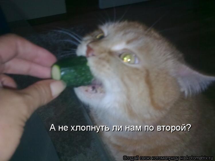 А не хлопнуть ли нам по второй?... Котоматрица: А не хлопнуть ли нам по второй?