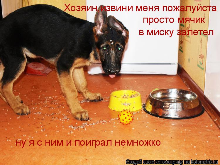 Хозяин,извини меня пожалуйста просто мячик в миску залетел ну я с ним и поиграл немножко... Котоматрица: Хозяин,извини меня пожалуйста просто мячик в миску залетел ну я с ним и поиграл немножко
