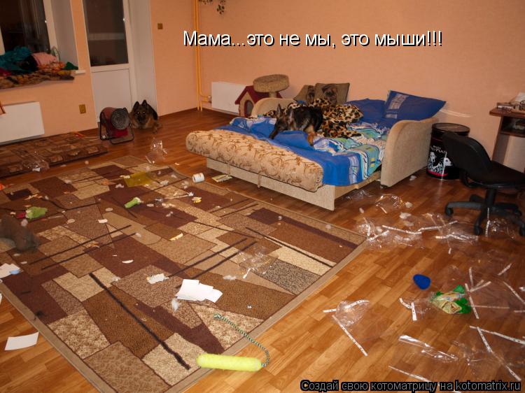 Мама...это не мы, это мыши!!!... Котоматрица: Мама...это не мы, это мыши!!!