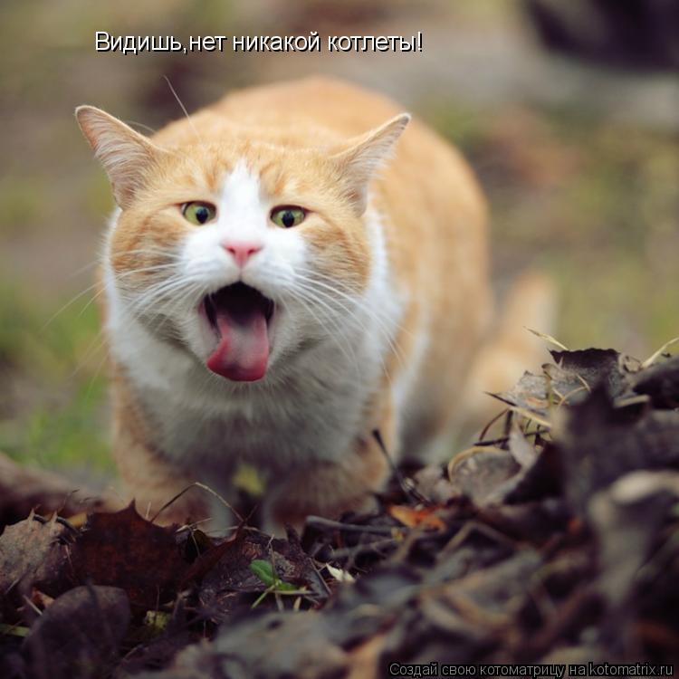 Видишь,нет никакой котлеты!... Котоматрица: Видишь,нет никакой котлеты!
