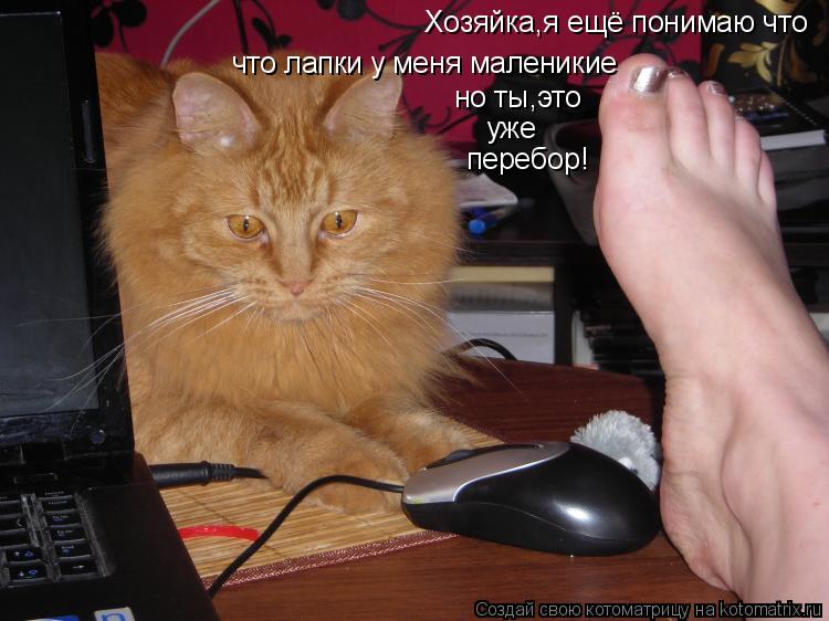 но ты,это что лапки у меня маленикие Хозяйка,я ещё понимаю что уже перебор!... Котоматрица: но ты,это что лапки у меня маленикие Хозяйка,я ещё понимаю что уже перебор!
