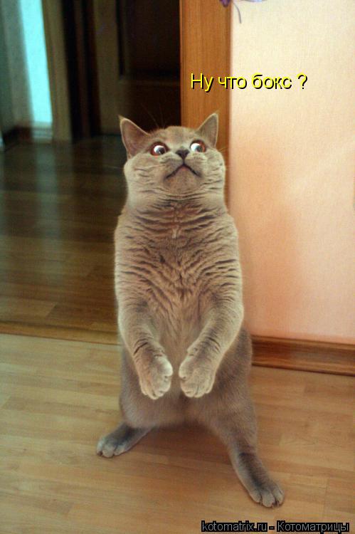 Ну что бокс ?... Котоматрица: Ну что бокс ?