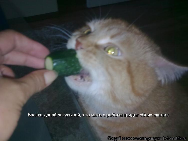 Васька давай закусывай,а то мать с работы придет обоих спалит.... Котоматрица: Васька давай закусывай,а то мать с работы придет обоих спалит.