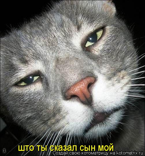 Котоматрица: што ты сказал сын мой
