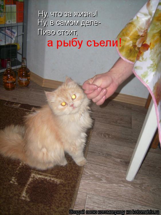 Котоматрица: Ну, что за жизнь! Ну, в самом деле- Пиво стоит, а рыбу съели!
