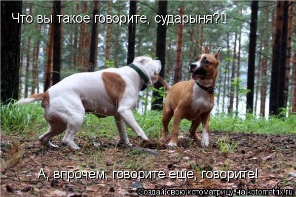 Котоматрица: Что вы такое говорите, сударыня?!! А, впрочем, говорите еще, говорите!
