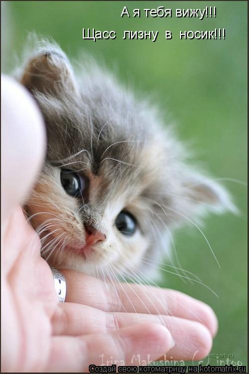 Котоматрица: А я тебя вижу!!! Щасс  лизну  в  носик!!!