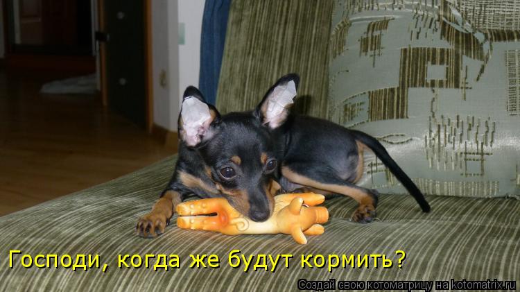Котоматрица: Господи, когда же будут кормить?