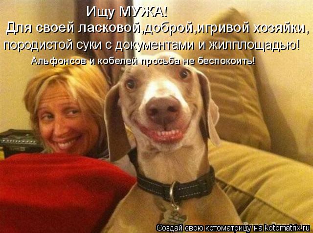 Котоматрица: Ищу МУЖА! Для своей ласковой,доброй,игривой хозяйки, породистой суки с документами и жилплощадью! Альфонсов и кобелей просьба не беспокоит