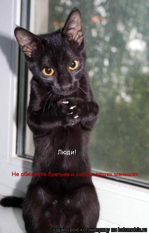 Котоматрица: Люди! Не обижайте братьев и сестёр ваших меньших.