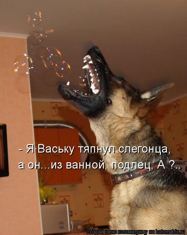- Я Ваську тяпнул слегонца, а он...из ванной, подлец, А ?..... Котоматрица: - Я Ваську тяпнул слегонца, а он...из ванной, подлец, А ?..