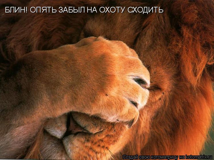 Котоматрица: БЛИН! ОПЯТЬ ЗАБЫЛ НА ОХОТУ СХОДИТЬ