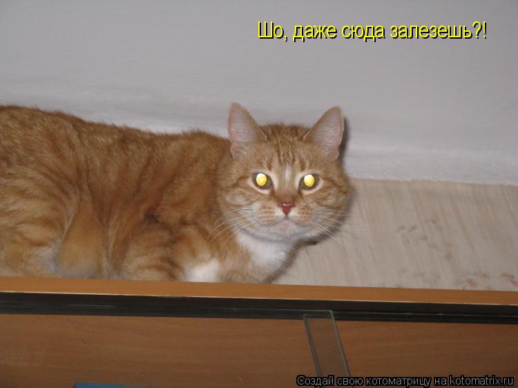Шо, даже сюда залезешь?!... Котоматрица: Шо, даже сюда залезешь?!