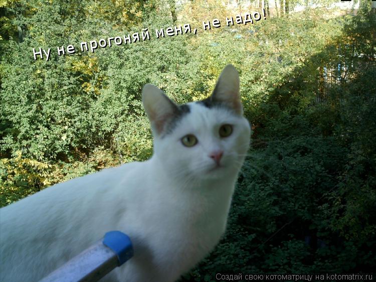Ну не прогоняй меня, не надо!... Котоматрица: Ну не прогоняй меня, не надо!