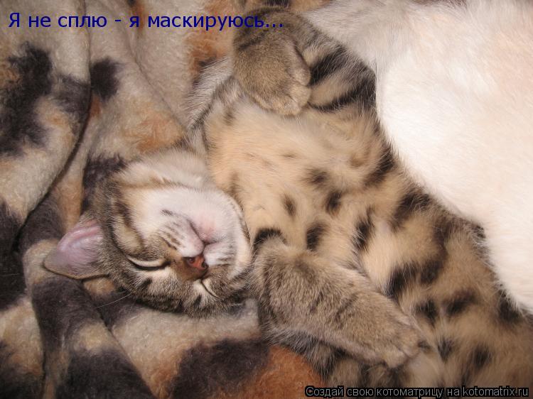 Я не сплю - я маскируюсь...... Котоматрица: Я не сплю - я маскируюсь...