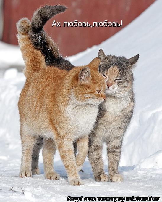 Ах любовь,любовь!... Котоматрица: Ах любовь,любовь!