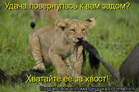 Котоматрица: Удача повернулась к вам задом? Хватайте её за хвост!