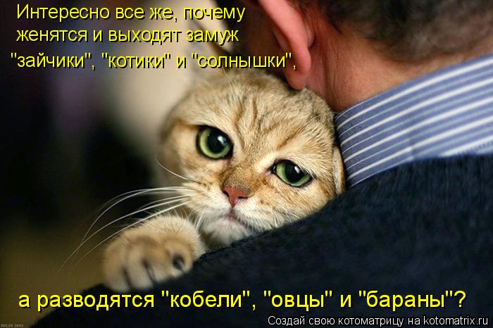 Котоматрица: Интересно все же, почему  женятся и выходят замуж  "зайчики", "котики" и "солнышки",  а разводятся "кобели", "овцы" и "бараны"?