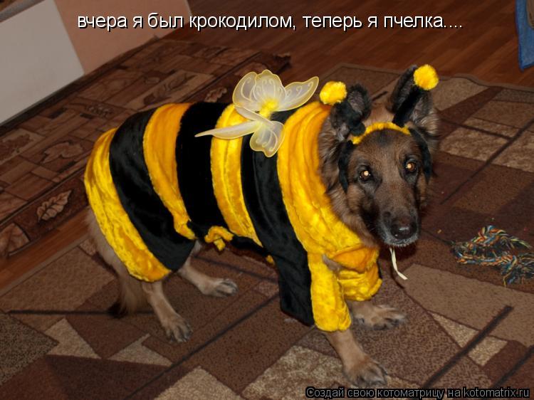 вчера я был крокодилом, теперь я пчелка....... Котоматрица: вчера я был крокодилом, теперь я пчелка....