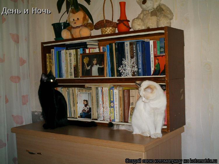 Котоматрица: День и Ночь