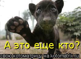 Котоматрица: А это еще кто?