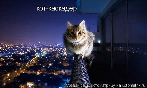 Котоматрица: кот-каскадер