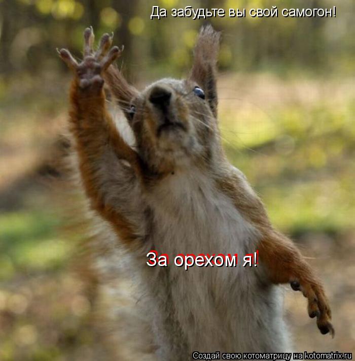 Котоматрица: Да забудьте вы свой самогон! За орехом я! За орехом я!