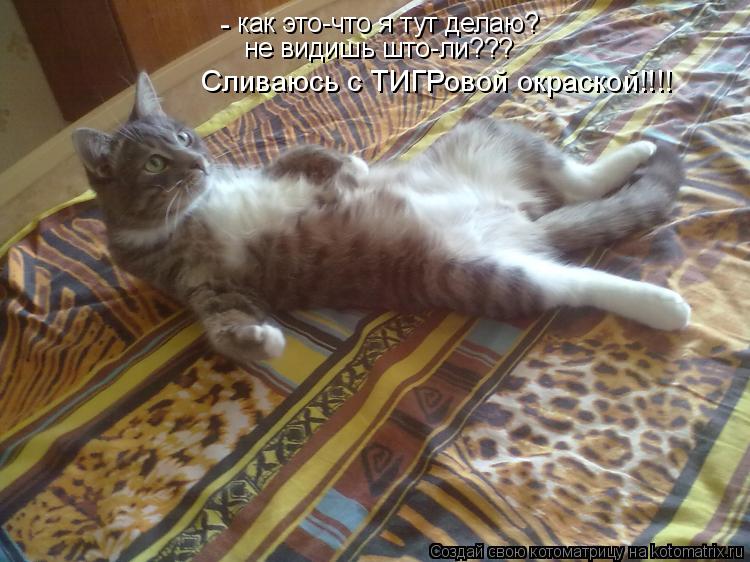 Котоматрица: как это-что я тут делаю? не видишь што-ли??? Сливаюсь с ТИГРовой окраской!!!! -