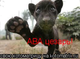 Котоматрица: АВА цезарь!