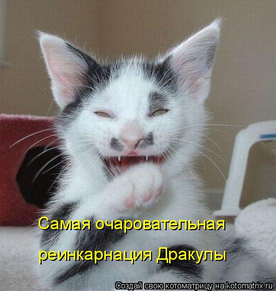 Котоматрица: Самая очаровательная  реинкарнация Дракулы