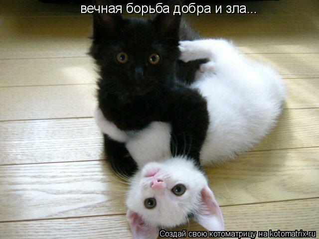 вечная борьба добра и зла...... Котоматрица: вечная борьба добра и зла...