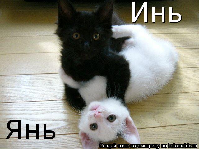 Котоматрица: Инь Янь