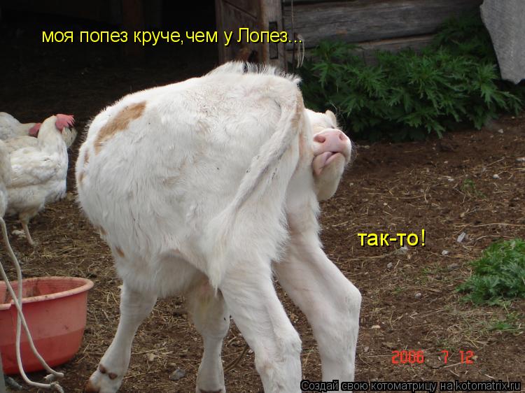 Котоматрица: моя попез круче,чем у Лопез... так-то!