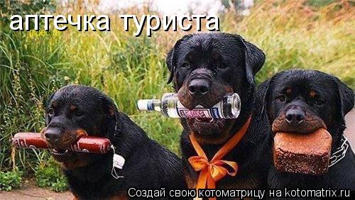 аптечка туриста... Котоматрица: аптечка туриста