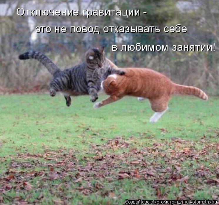 Котоматрица: Отключение гравитации - это не повод отказывать себе  в любимом занятии!