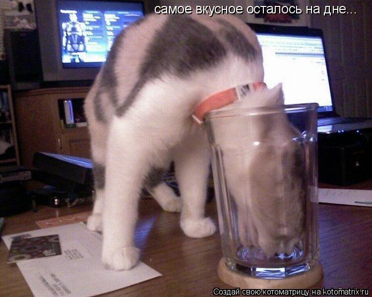 самое вкусное осталось на дне...... Котоматрица: самое вкусное осталось на дне...
