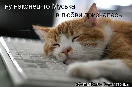 ну наконец-то М уська в любви призналась...... Котоматрица: ну наконец-то М уська в любви призналась...