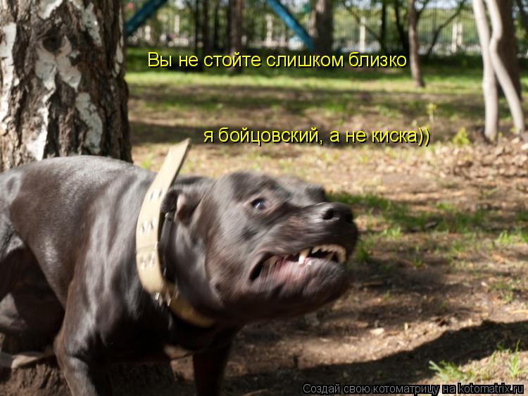 Вы не стойте слишком близко я бойцовский, а не киска))... Котоматрица: Вы не стойте слишком близко я бойцовский, а не киска))