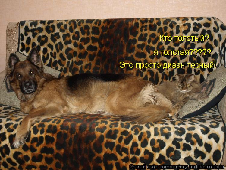 Кто толстый? я толстая????? Это просто диван тесный!... Котоматрица: Кто толстый? я толстая????? Это просто диван тесный!